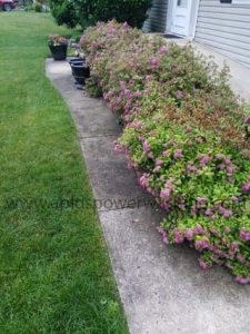 power washing & roof cleaning service