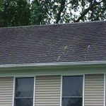 3 Sure Signs You Have Algae: Moss or Lichen Problem