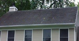 3 Sure Signs You Have Algae: Moss or Lichen Problem 3 Sure Signs You Have Algae: Moss or Lichen Problem