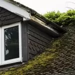 Common Mold Issues on Your Roof